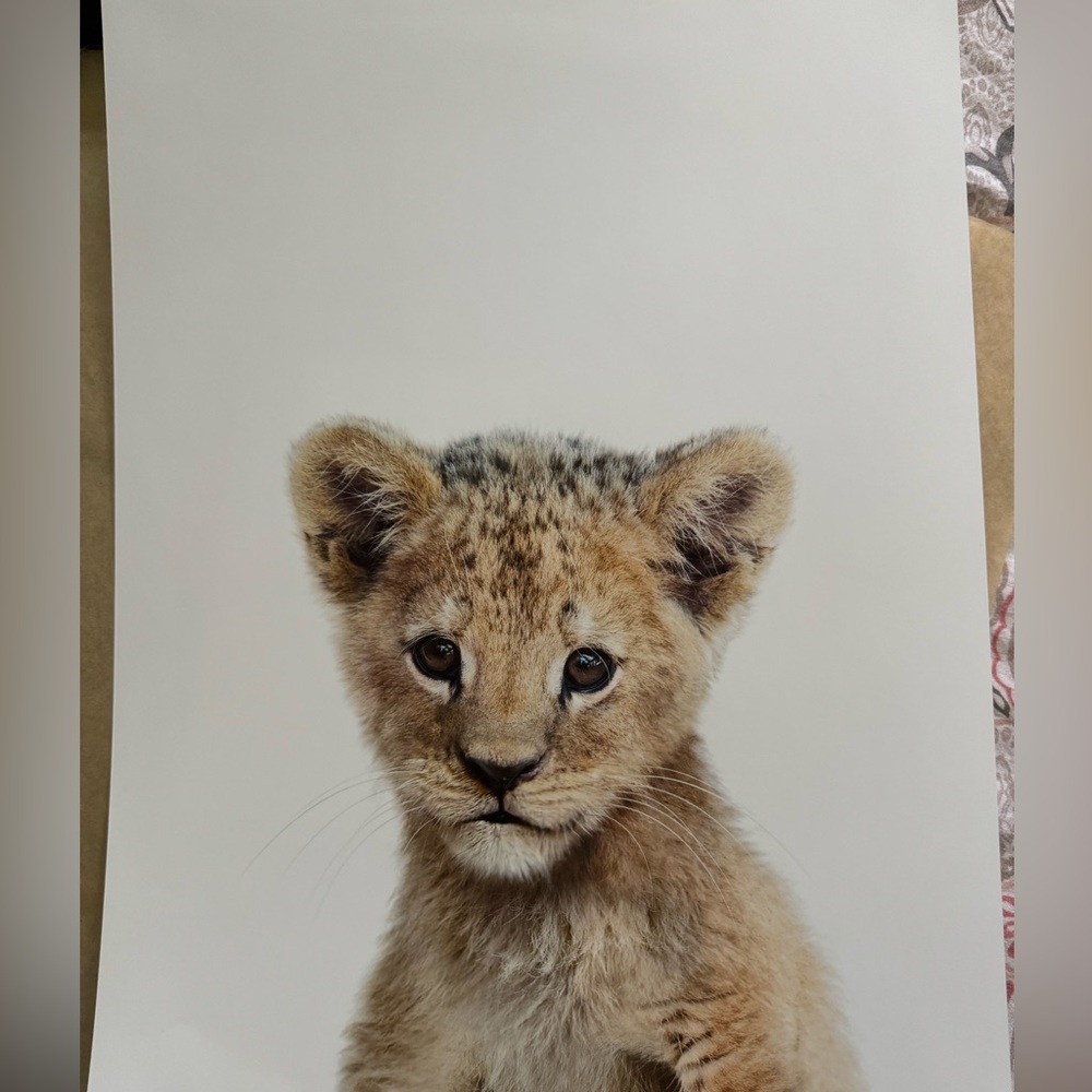 Absolutely beautiful baby animal prints perfect for a nursery! Size: 11 x 14